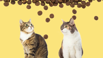 Хипоалергенни храни за котки - какво е важно да знаем